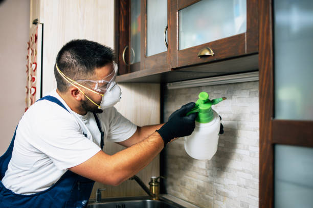 Best Flea Control Services  in West Bend, WI