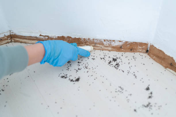 Best Residential Pest Control  in West Bend, WI